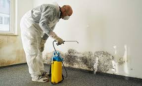 Best Mold Odor Removal Services in Plymouth, CA