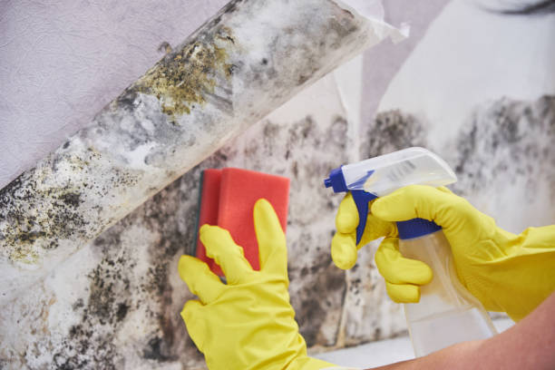 Best Mold Prevention Services in Plymouth, CA